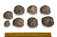 F 09986
<br/>
<br/>
<em></em>